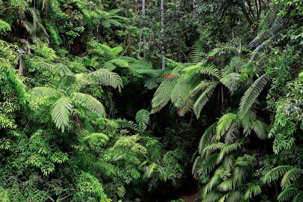 Natureza Preservada